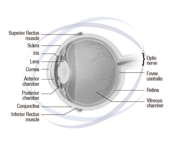 Are human eye outlet drops ok for dogs